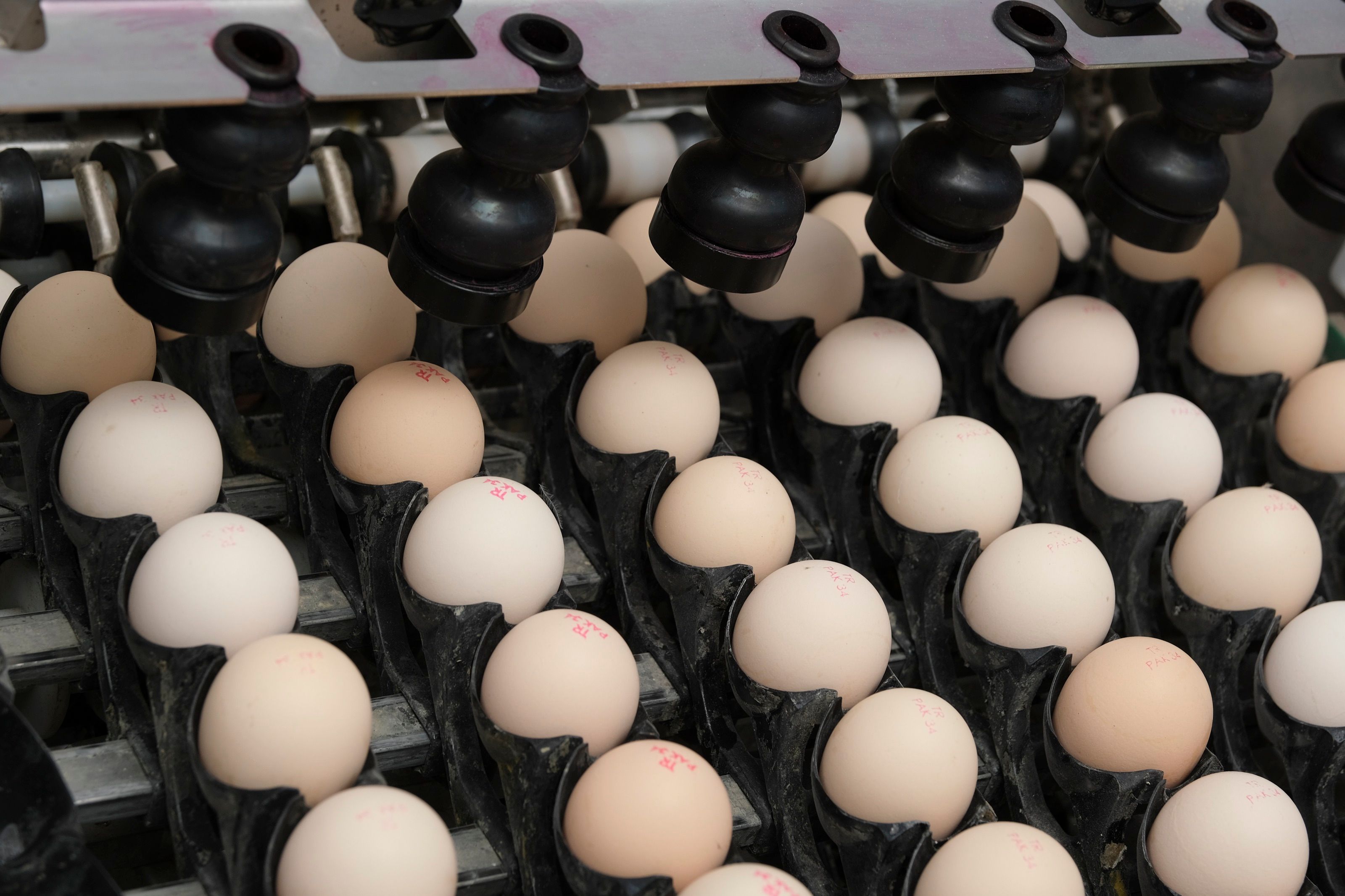 Damızlık çiftliğimizde yumurta hattındaki kuluçkalık yumurtalar